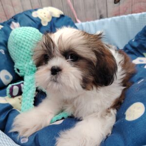 ANAKIN shih tzu LOF