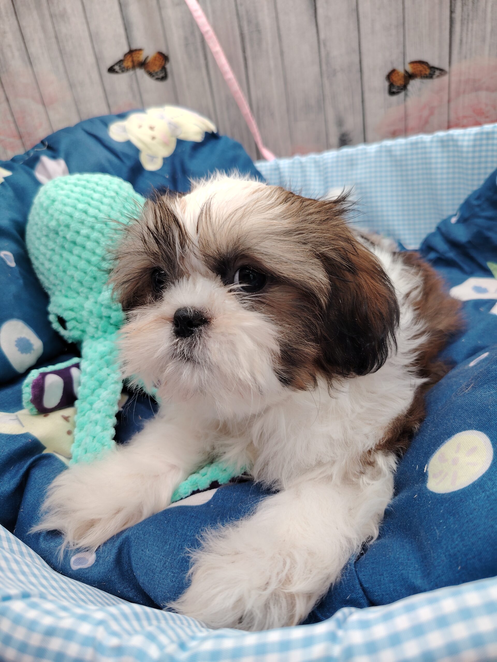 ANAKIN shih tzu LOF