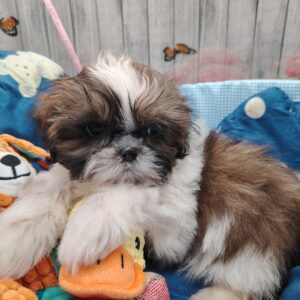 ARLONG shih tzu LOF