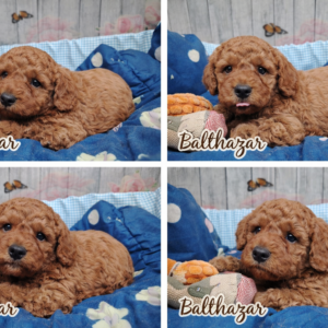 Balthazar, caniche nain plein de charme et d’énergie, partage son quotidien entre câlins, jeux et moments de complicité.