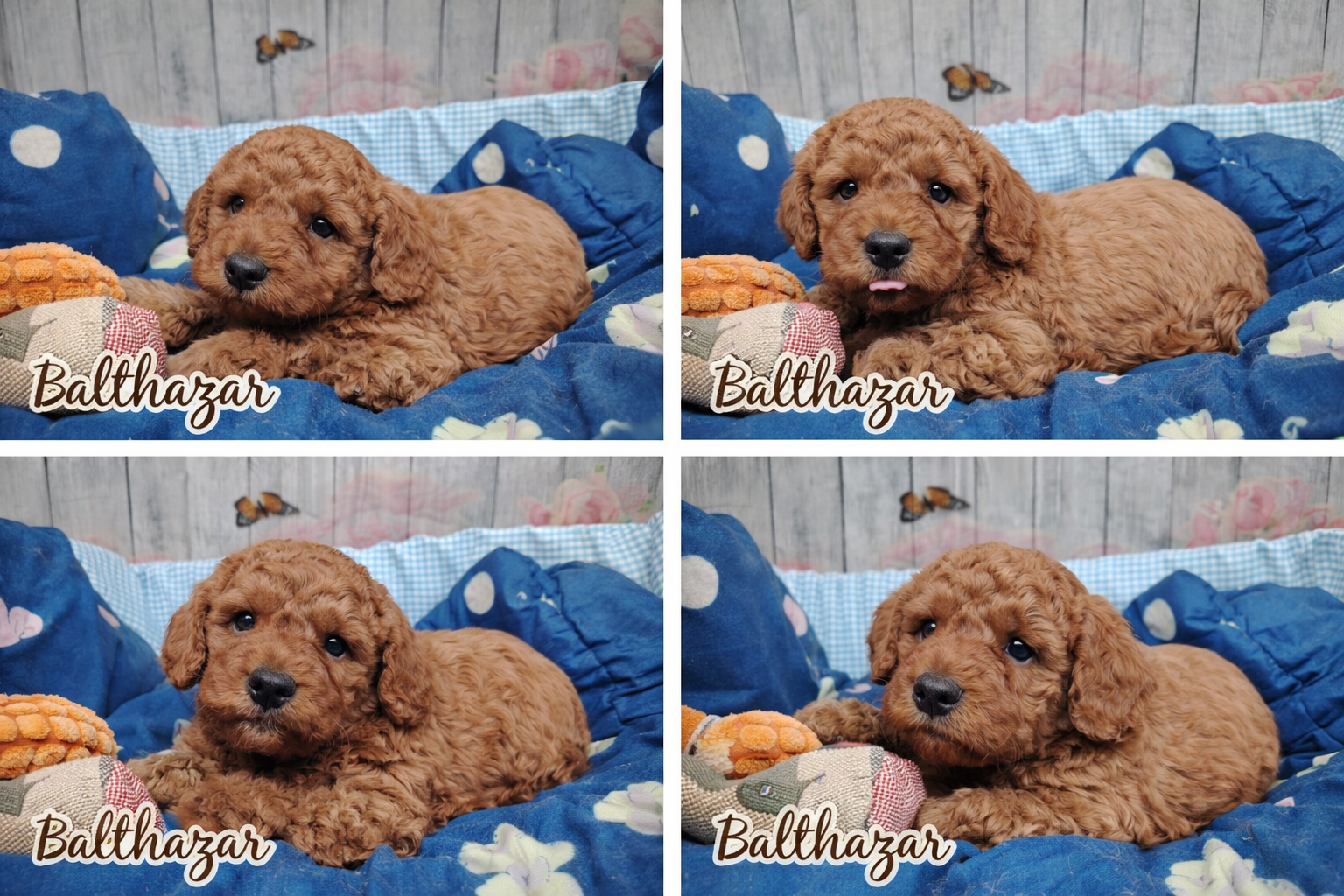 Balthazar, caniche nain plein de charme et d’énergie, partage son quotidien entre câlins, jeux et moments de complicité.