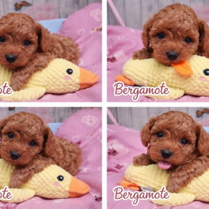 Craquez pour Bergamote, une adorable petite caniche LOF au pelage doux et bouclé, souvent dans de jolies teintes abricot ☀️ Intelligente, affectueuse et pleine de vie, elle adore les câlins autant que les moments de jeu 🧸 ✔️ Race pure avec pedigree (LOF) ✔️ Facile à éduquer et très attachée à son humain ✔️ Idéale pour la vie en appartement Une vraie petite boule d’amour, élégante et pleine de tendresse 💛 #caniche #chiot #LOF #chiendecompagnie #adorable #canichetoy #canichenain