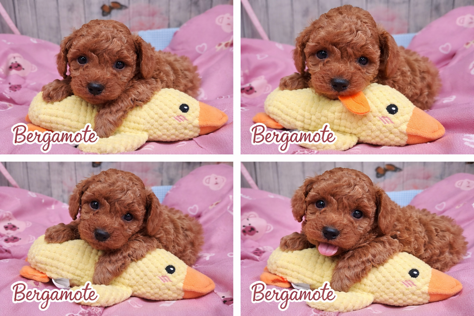 Craquez pour Bergamote, une adorable petite caniche LOF au pelage doux et bouclé, souvent dans de jolies teintes abricot ☀️ Intelligente, affectueuse et pleine de vie, elle adore les câlins autant que les moments de jeu 🧸 ✔️ Race pure avec pedigree (LOF) ✔️ Facile à éduquer et très attachée à son humain ✔️ Idéale pour la vie en appartement Une vraie petite boule d’amour, élégante et pleine de tendresse 💛 #caniche #chiot #LOF #chiendecompagnie #adorable #canichetoy #canichenain