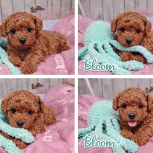 🐩 Bloom – petite caniche LOF 🌸💕 Découvrez Bloom, une magnifique petite caniche LOF au pelage bouclé et soyeux, souvent dans de tendres nuances abricot ☀️ Douce, vive et très attachante, elle illumine chaque instant par sa présence joyeuse ✨ ✔️ Race pure avec pedigree (LOF) ✔️ Très intelligente et facile à éduquer ✔️ Parfaite pour la vie en famille ou en appartement Bloom est une petite compagne pleine de charme, prête à offrir amour et bonheur au quotidien 💛 #caniche #chiot #LOF #canichetoy #canichenain #chiendecompagnie #adorable