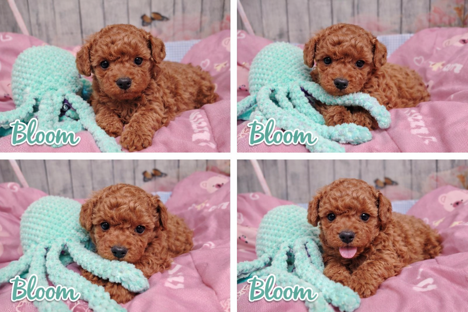 🐩 Bloom – petite caniche LOF 🌸💕 Découvrez Bloom, une magnifique petite caniche LOF au pelage bouclé et soyeux, souvent dans de tendres nuances abricot ☀️ Douce, vive et très attachante, elle illumine chaque instant par sa présence joyeuse ✨ ✔️ Race pure avec pedigree (LOF) ✔️ Très intelligente et facile à éduquer ✔️ Parfaite pour la vie en famille ou en appartement Bloom est une petite compagne pleine de charme, prête à offrir amour et bonheur au quotidien 💛 #caniche #chiot #LOF #canichetoy #canichenain #chiendecompagnie #adorable