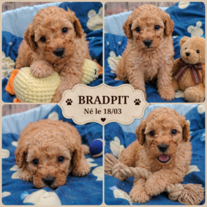 BRAD PIT caniche nain abricot (le + clair)