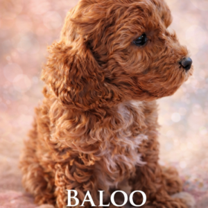 baloo amour de caniche