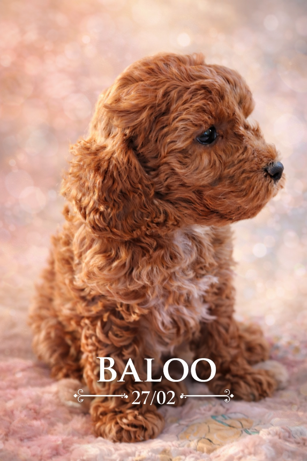 baloo amour de caniche