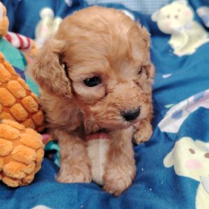 balthazar caniche toy