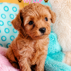 BEAUTY CANICHE TOY NEE AU DOMAINE DE FANTASIA