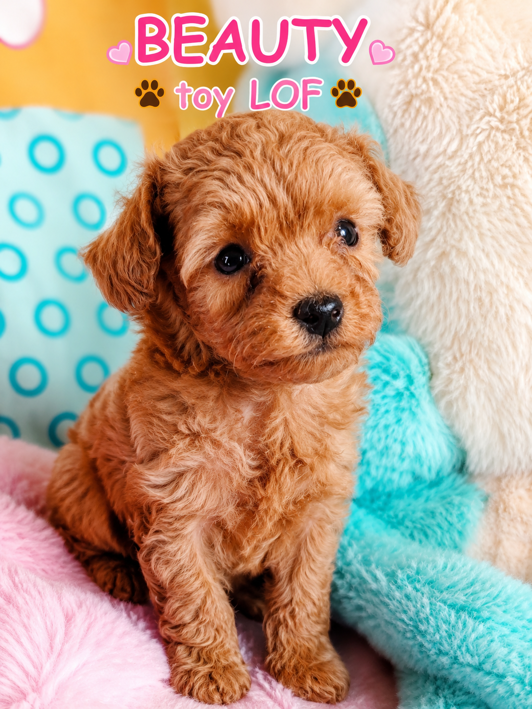 BEAUTY CANICHE TOY NEE AU DOMAINE DE FANTASIA