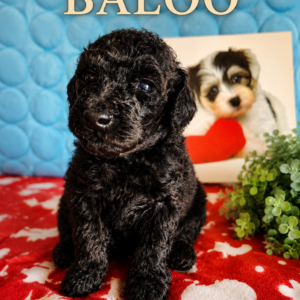 baloo