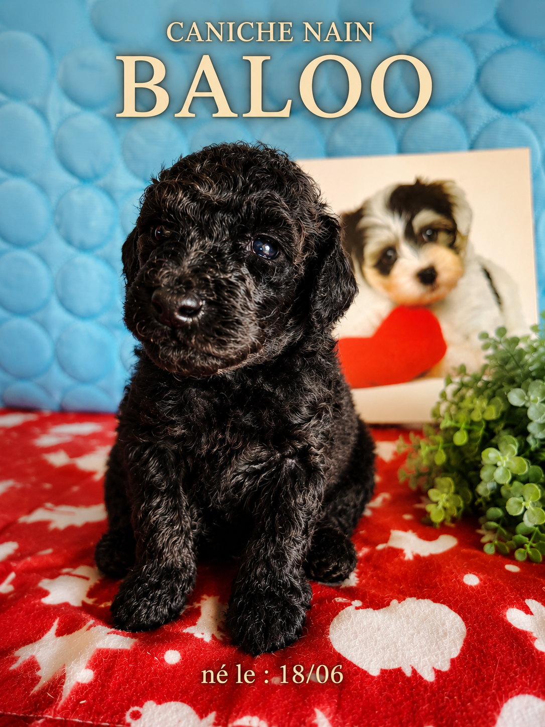 baloo