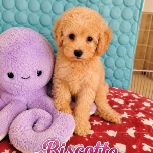 biscotte