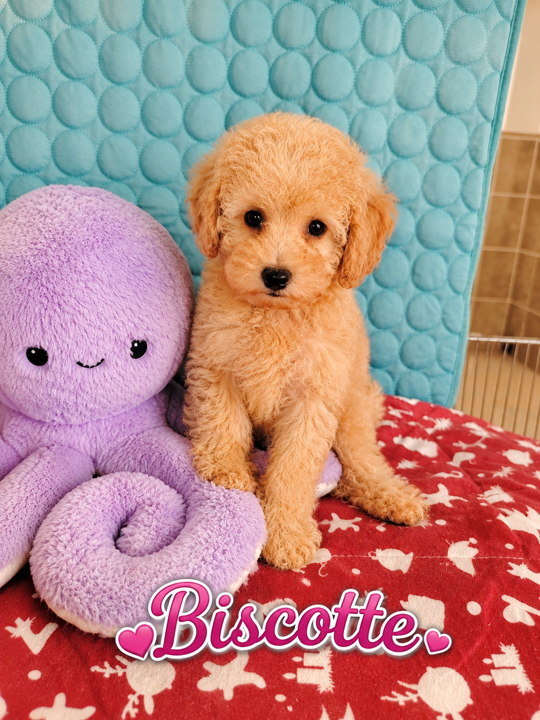 biscotte