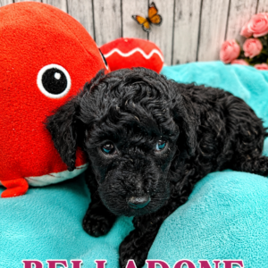 belladone