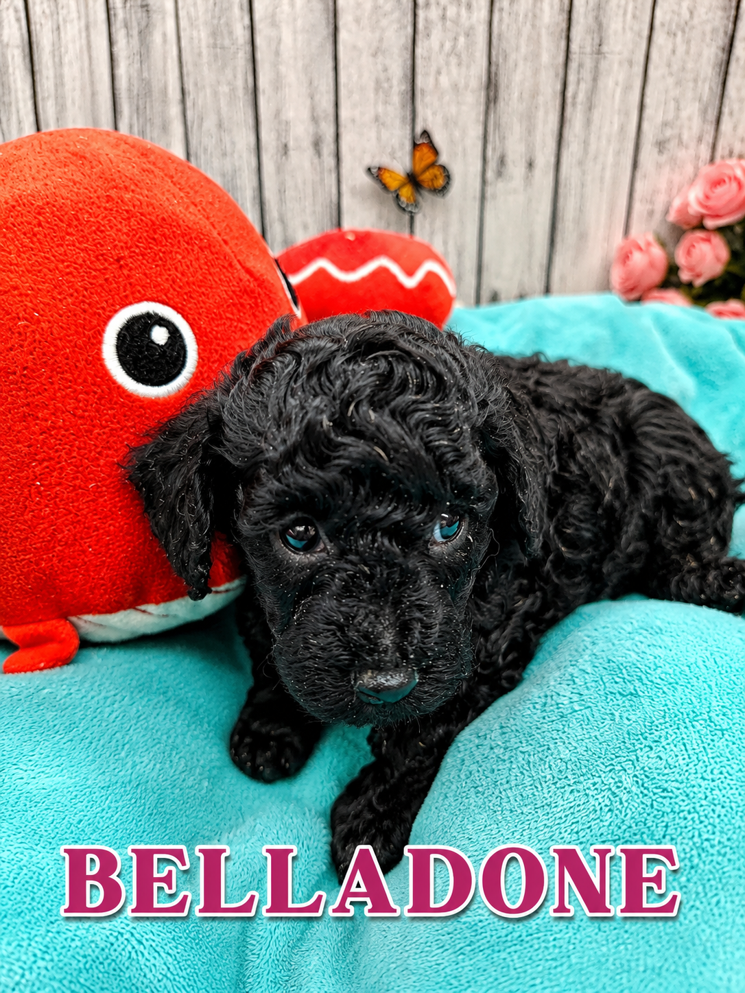 belladone