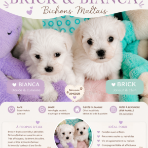 bichon maltais