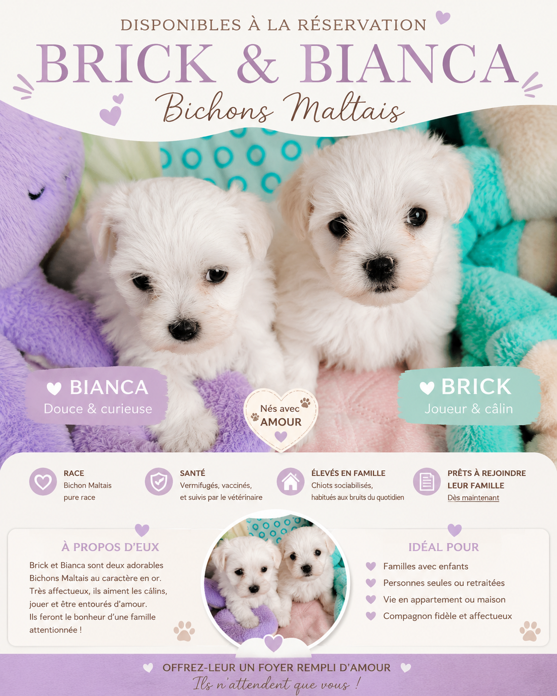 bichon maltais