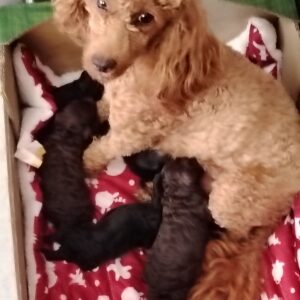 bébés ambre