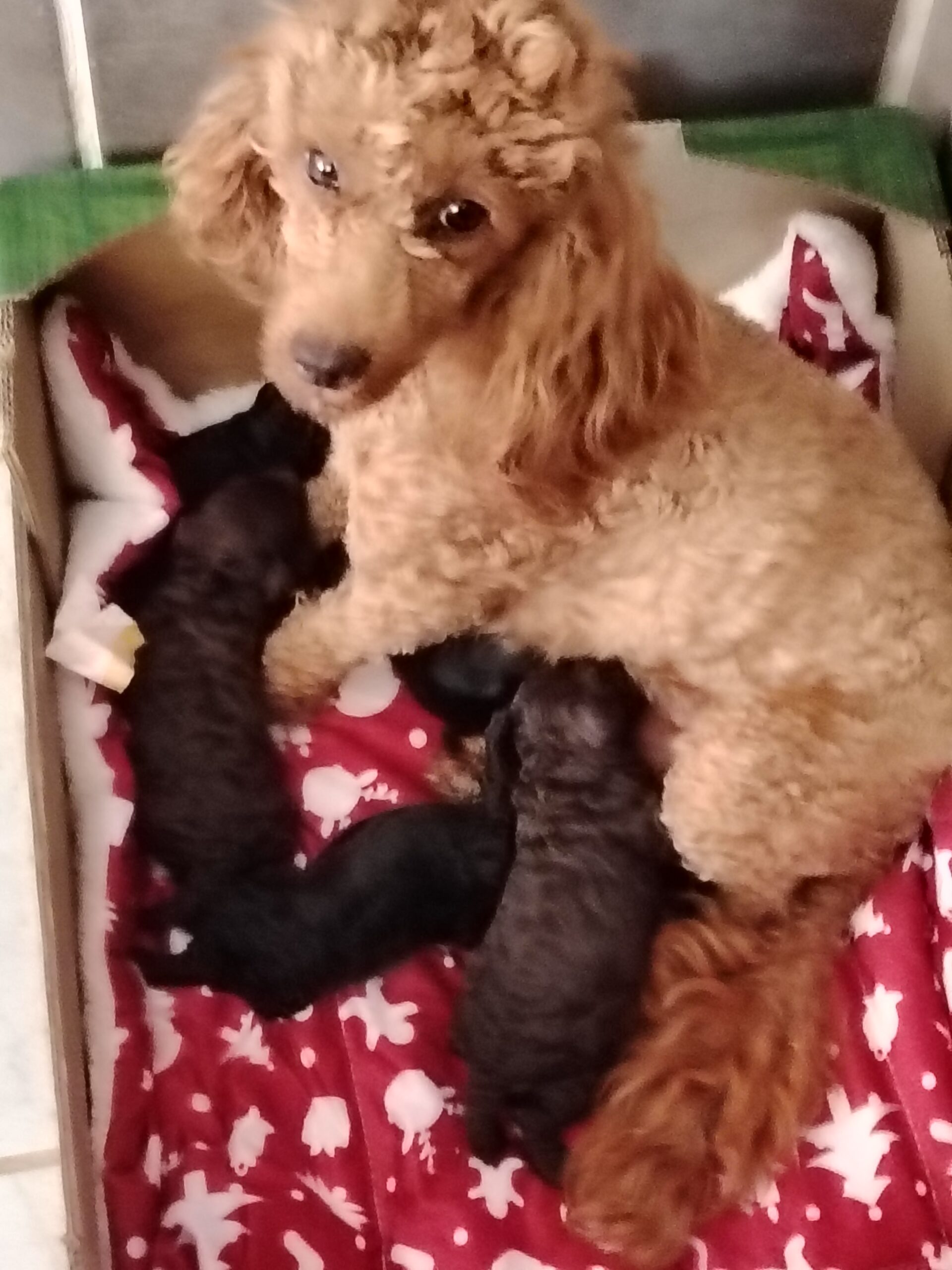 bébés ambre