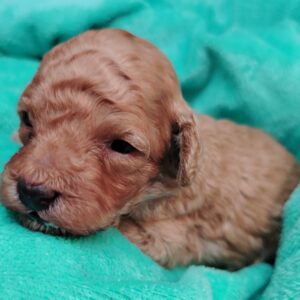 biscotte caniche nain abricot