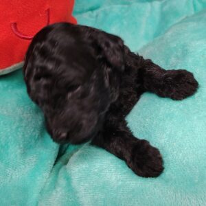 bouba mâle caniche nain noir