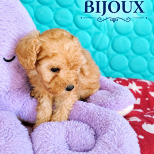 bijoux