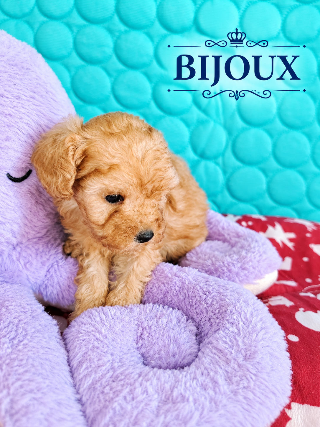 bijoux