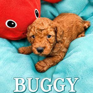 BUGGY