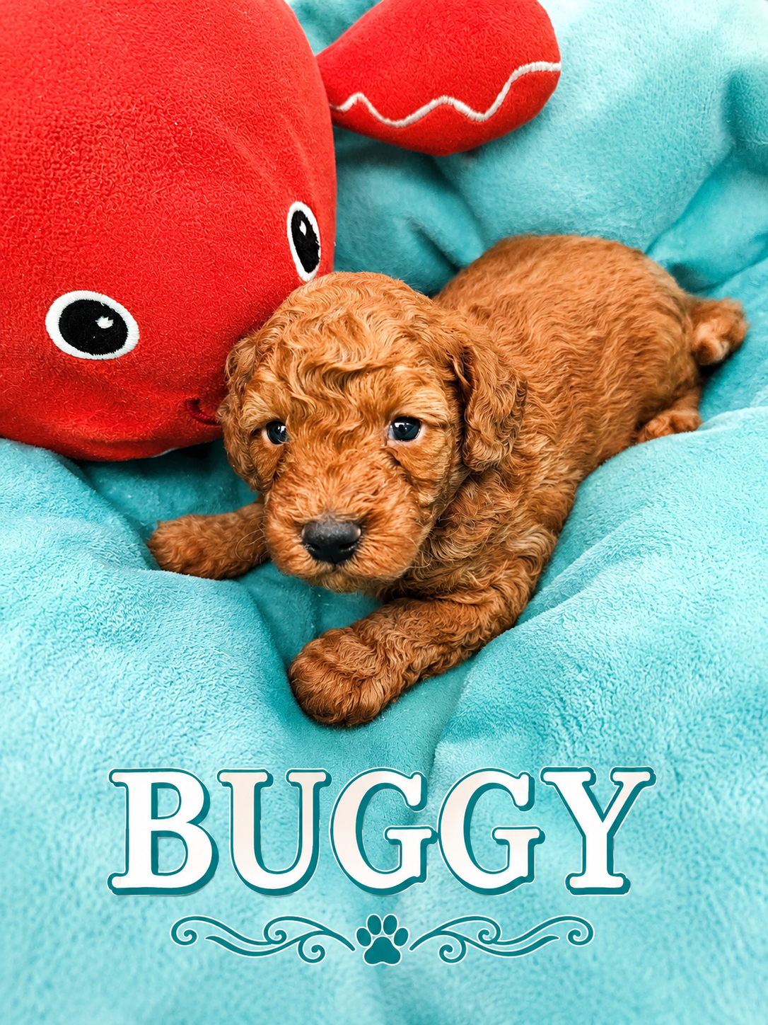 BUGGY