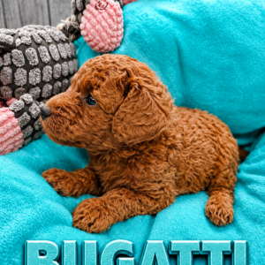 bugatti