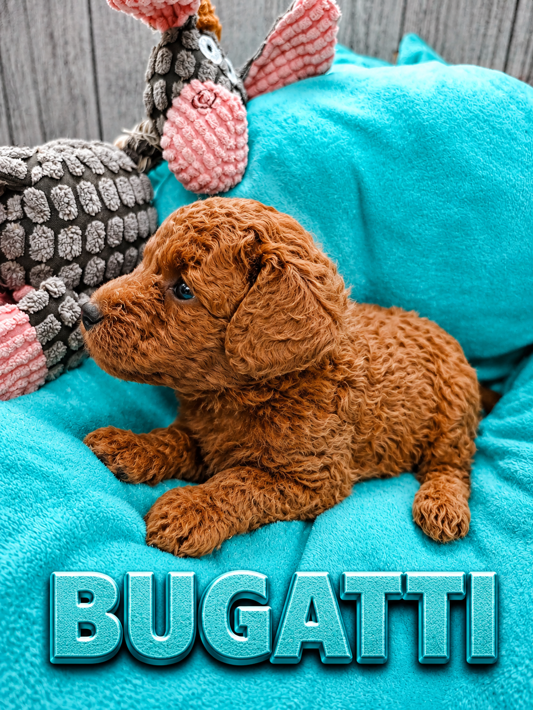 bugatti