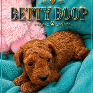 betty boop