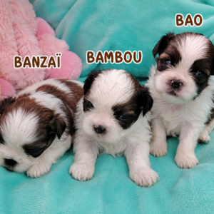 shih tzu bébé shana