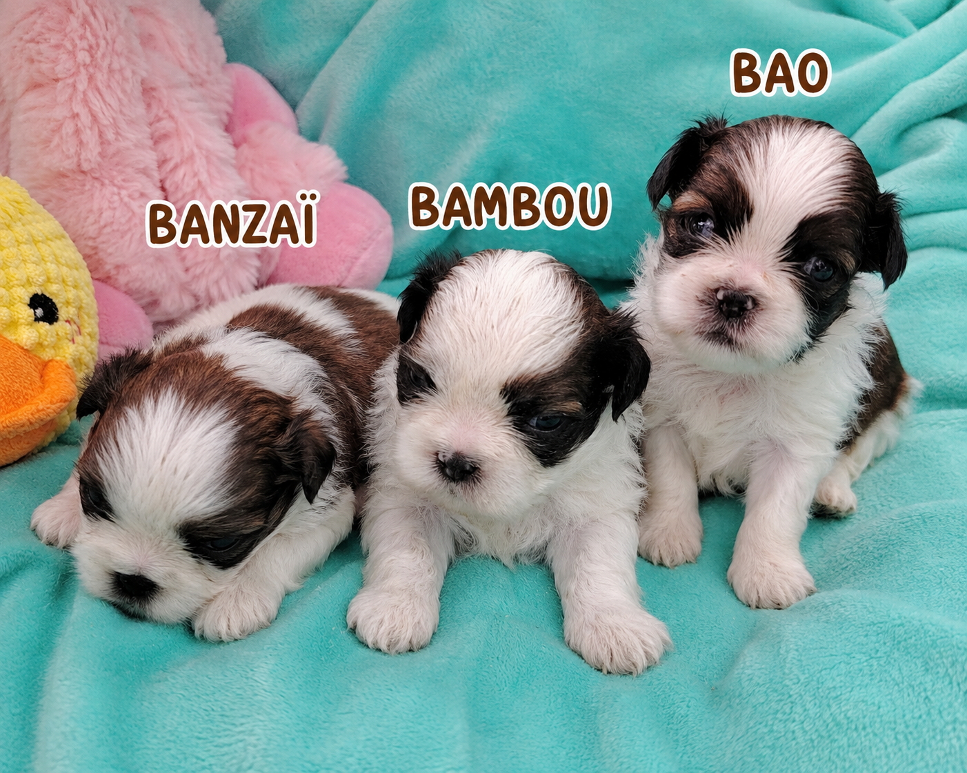 shih tzu bébé shana