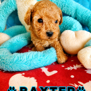 BAXTER