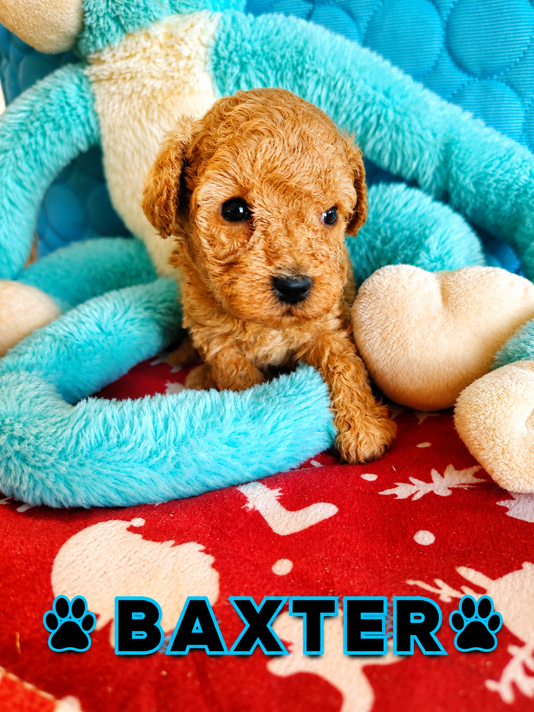 BAXTER