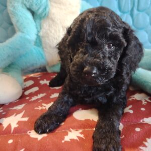 blacky