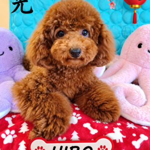 hiro caniche asiatique