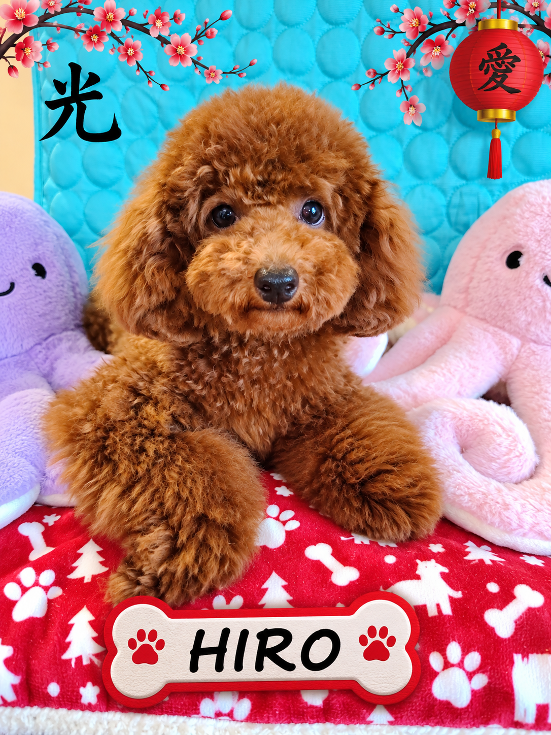 hiro caniche asiatique