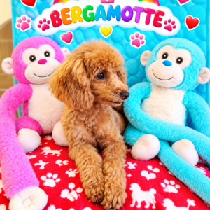 BERGAMOTTE