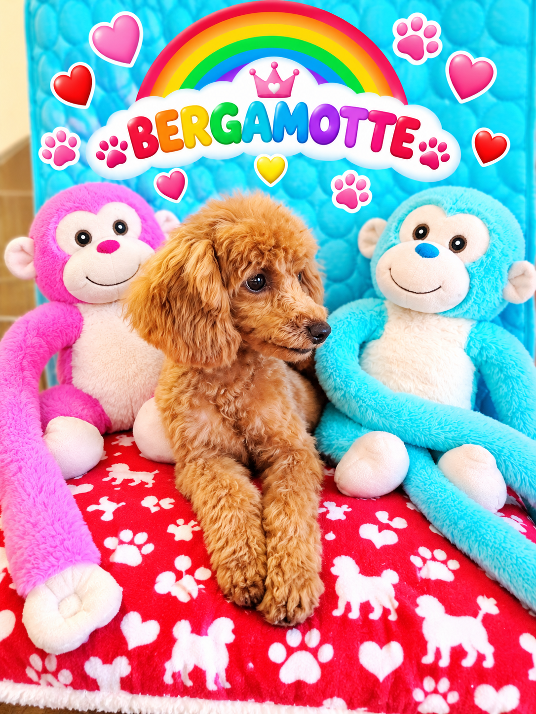 BERGAMOTTE