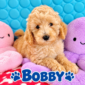 BOBBY