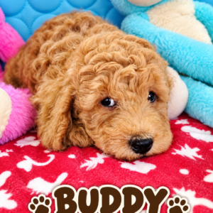 buddy