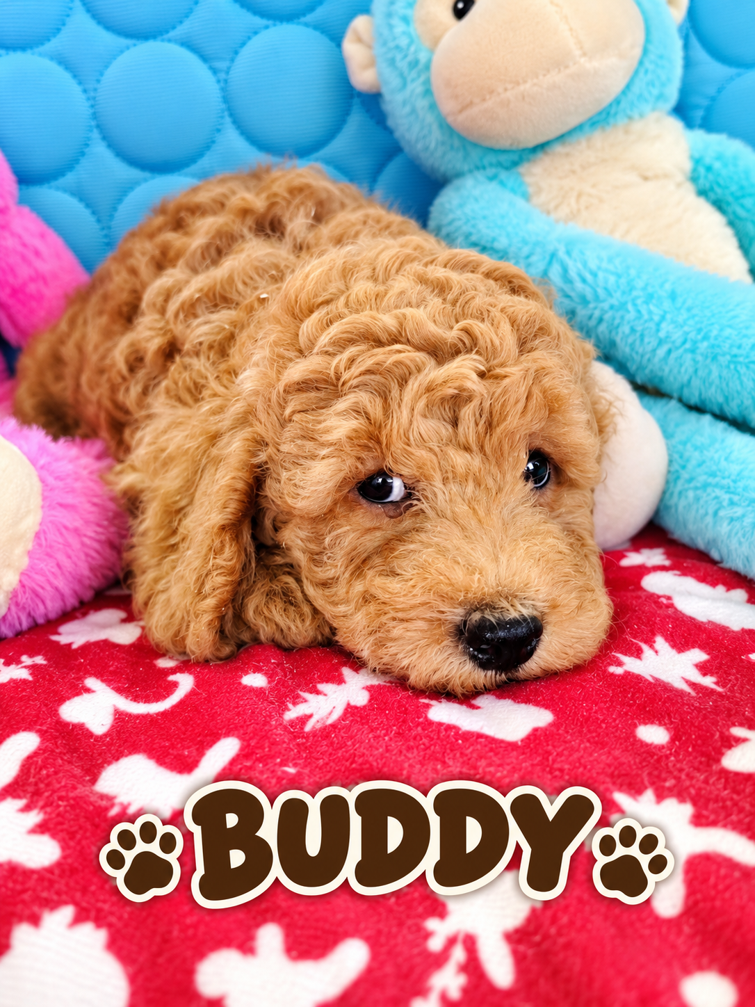 buddy