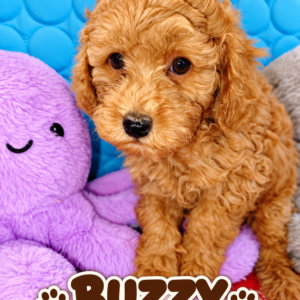 buzzy