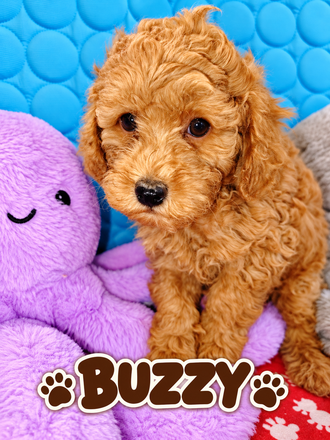 buzzy