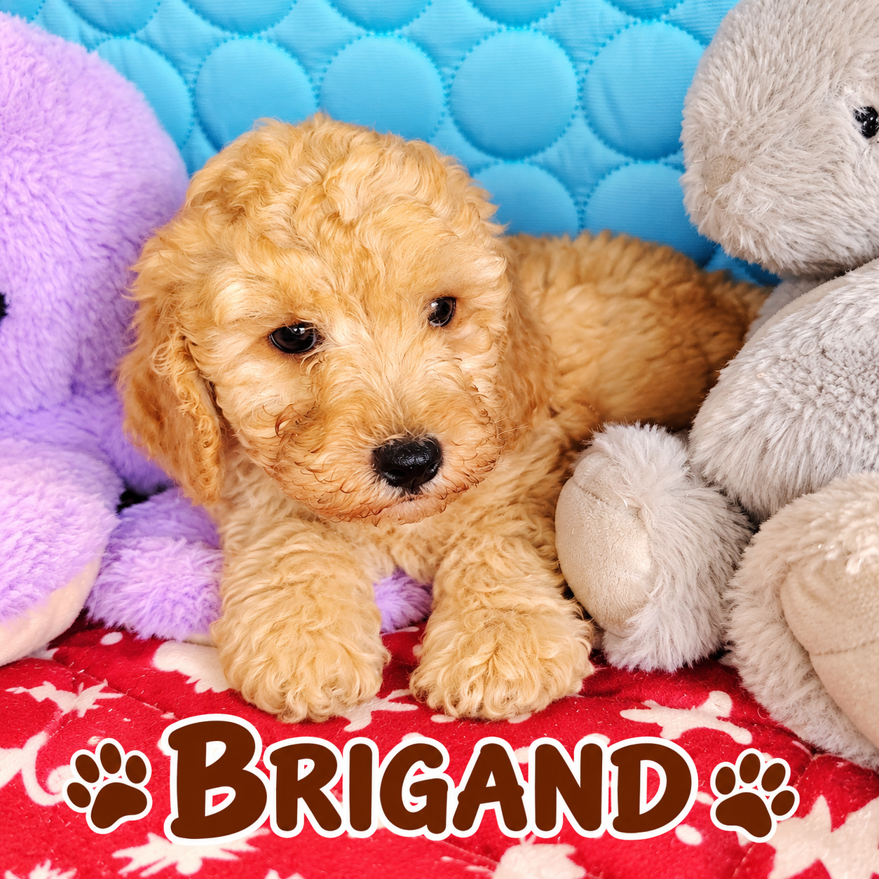 BRIGAND